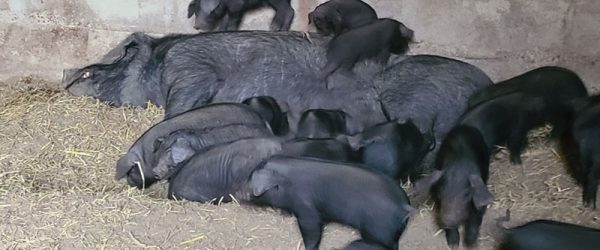 Love My Breed: Get To Know Large Black Pigs