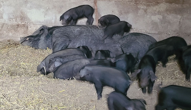 Large Black Black pigs hogs