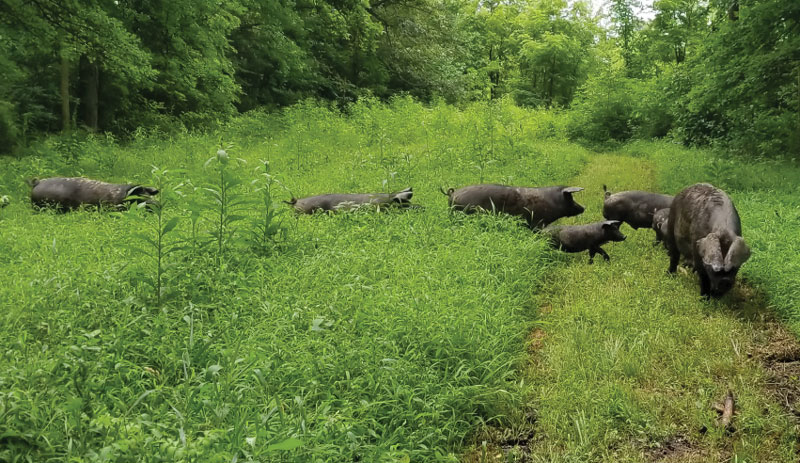 Large Black Black pigs hogs