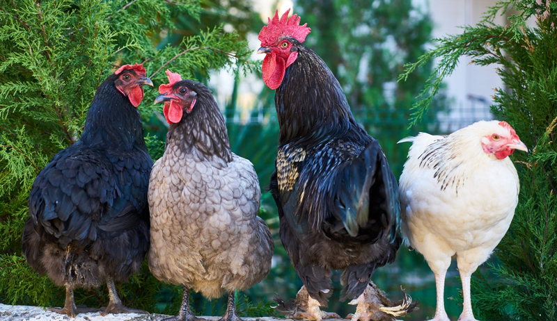poultry breeds