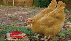 feed feeding chickens hens