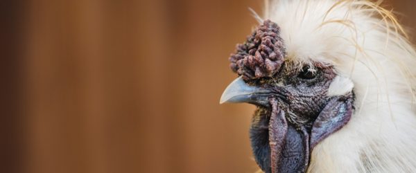 Some Fun Chicken Facts To Share With Your Friends