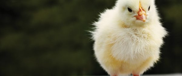 Coronaviruses In Chickens: What To Know