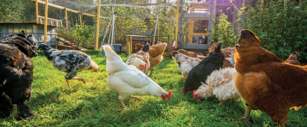 Top 5 Worms In Chickens & What You Should Do