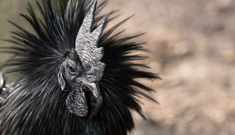 Ayam Cemani