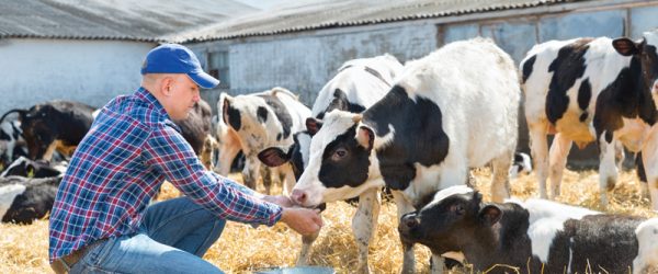 Animal Nutrition Is Essential To Livestock Health
