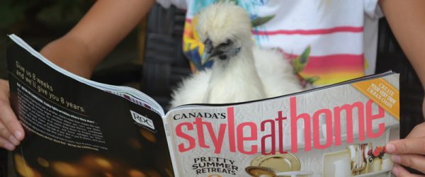 Therapy Chickens Can Bring Calm To The Coop