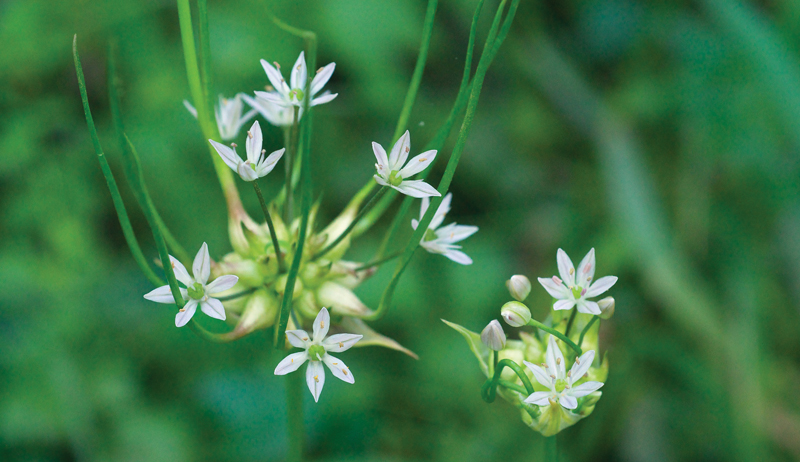 wild garlic onion field